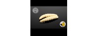 Libra LARVA35 35mm 005 gumicsali 12db/cs